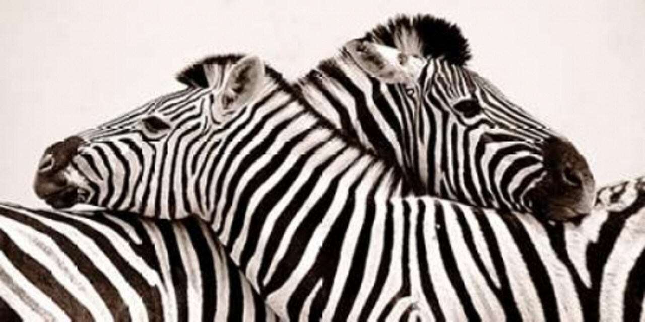 Zebras in love Poster Print by Anonymous - Item # VARPDX2AP3294
